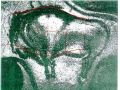 snefru-art6-45